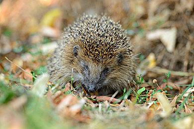 Steam每日特惠：《荒野之地2：新大陆》新史低-60%